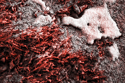 Snowy Grass Forming Demonic Horned Creature (Red Tone Photo)