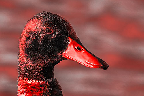 Soaked Male Mallard Duck Watching Among Lake (Red Tone)