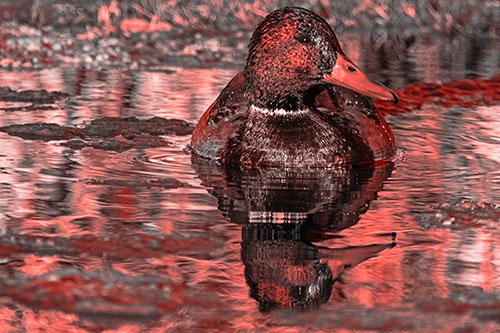 Soaked Mallard Duck Casts Pond Water Reflection (Red Tone Photo)