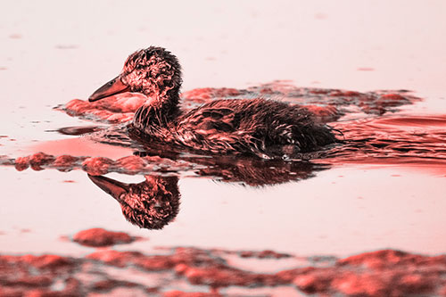 Soaked Mallard Duckling Swimming Past Algae (Red Tone)