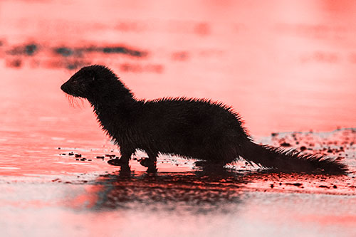 Soaked Mink Contemplates Swimming Across River (Red Tone Photo)