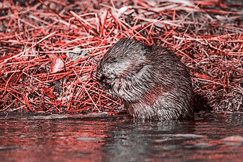 Soaked Muskrat Nibbles Grass Along River Shore (Red Tone Photo)