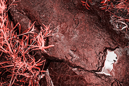 Soaked Puddle Mouthed Rock Face Among Plants (Red Tone Photo)