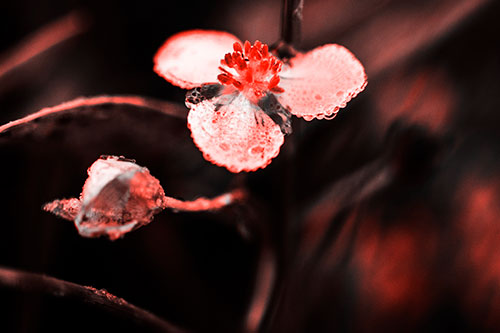 Soaking Wet Frogbit Flower Dew (Red Tone Photo)