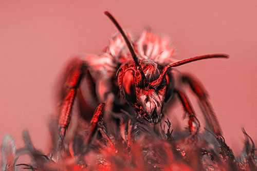 Soaking Wet Honey Bee Standing Atop Blanket Flower (Red Tone)