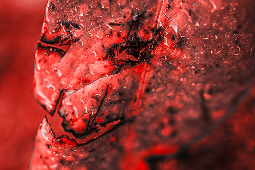 Soaking Wet Smiling Decayed Leaf Face (Red Tone Photo)