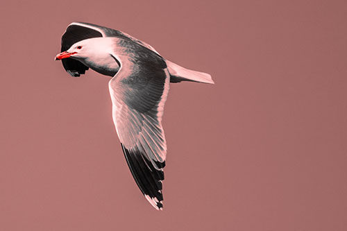 Soaring Seagull Circling Above Lake (Red Tone)