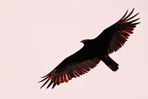 Soaring Turkey Vulture Flying Among Sky (Red Tone Photo)