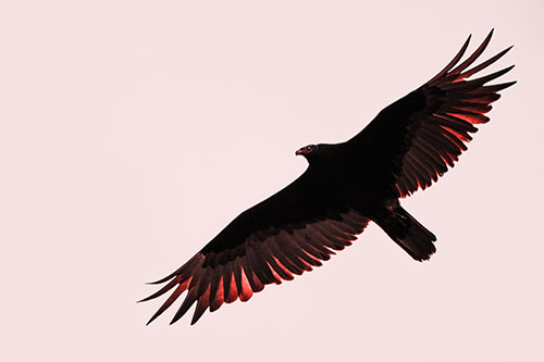 Soaring Turkey Vulture Flying Among Sky (Red Tone)