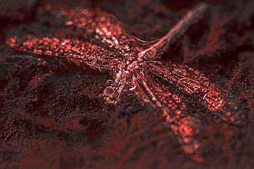 Soggy Dead Dragonfly Floating Atop Algae (Red Tone Photo)