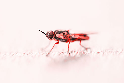 Soldier Fly Standing Still Among Light (Red Tone)