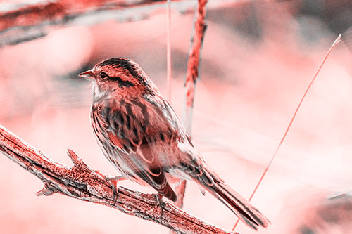 Song Sparrow Overlooking Water Pond (Red Tone Photo)