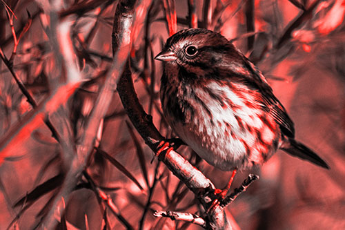 Song Sparrow Perched Along Curvy Tree Branch (Red Tone Photo)