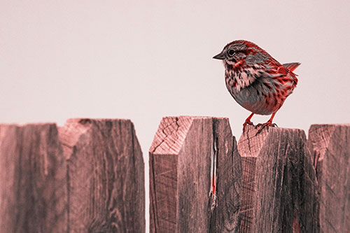 Song Sparrow Standing Atop Wooden Fence (Red Tone Photo)