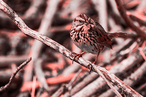 Song Sparrow Surfing Broken Tree Branch (Red Tone Photo)