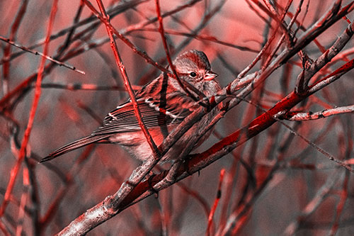 Song Sparrow Watches Sunrise Among Tree Branches (Red Tone Photo)