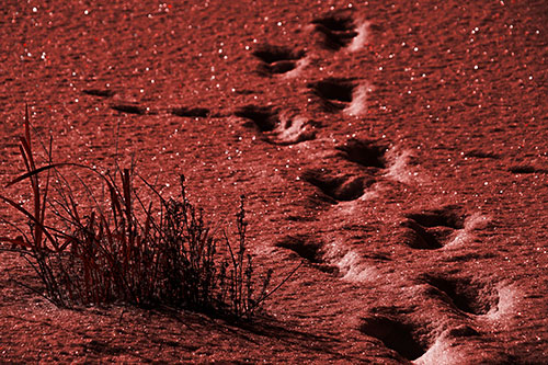 Sparkling Snow Footprints Across Frozen Lake (Red Tone Photo)