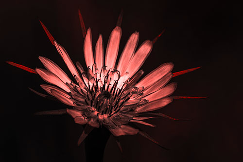 Spiky Salsify Flower Gathering Sunshine (Red Tone Photo)