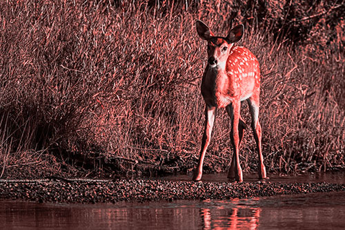 Spotted White Tailed Deer Standing Along River Shoreline (Red Tone Photo)