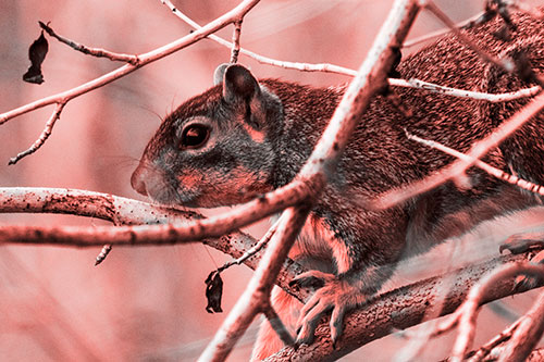 Squirrel Climbing Down From Tree Branches (Red Tone Photo)