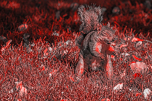 Squirrel Enjoying Breakfast Among Fallen Autumn Leaves (Red Tone)