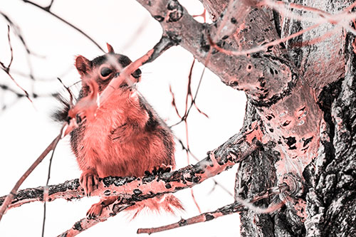 Squirrel Grabbing Chest Atop Two Tree Branches (Red Tone Photo)