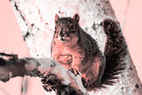 Squirrel Grasping Chest Atop Thick Tree Branch (Red Tone Photo)