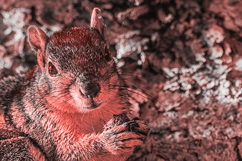 Squirrel Holding Food Atop Tree Branch (Red Tone)