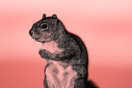 Squirrel Holding Food Tightly Amongst Chest (Red Tone Photo)