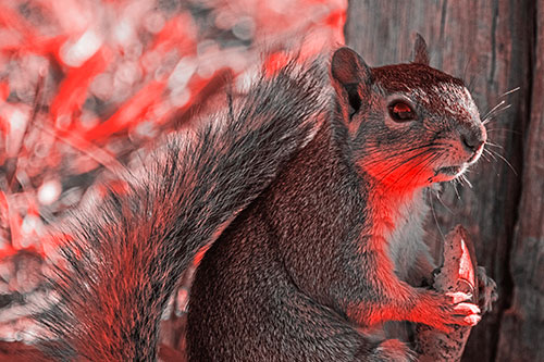 Squirrel Holding Watermelon Slice Glancing Sideways (Red Tone)