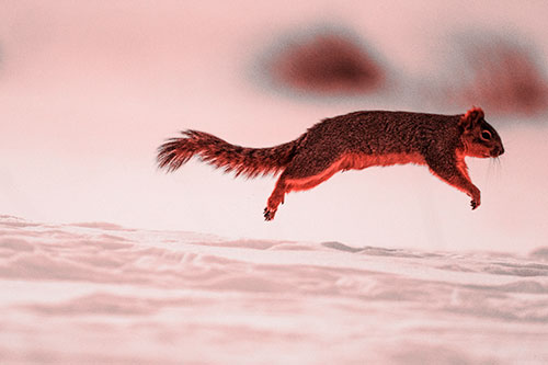 Squirrel Leap Flying Across Snow (Red Tone Photo)