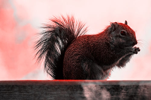Squirrel Nibbles Breakfast Atop Concrete Skatepark (Red Tone)