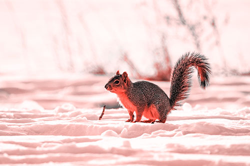 Squirrel Observing Snowy Terrain (Red Tone Photo)