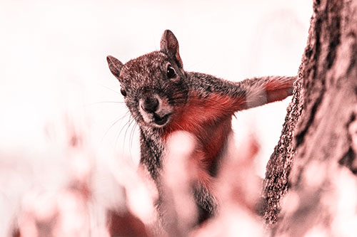 Squirrel Peeks Around Tree Base (Red Tone Photo)