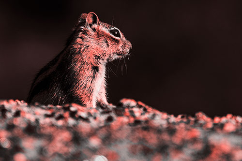 Squirrel Piques Distant Interest (Red Tone Photo)