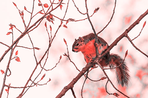 Squirrel Sits Among Sprouting Tree Branches (Red Tone)
