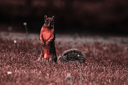 Squirrel Standing Atop Fresh Cut Grass On Hind Legs (Red Tone Photo)