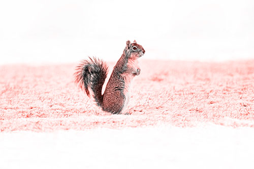 Squirrel Standing On Snowy Patch Of Grass (Red Tone Photo)