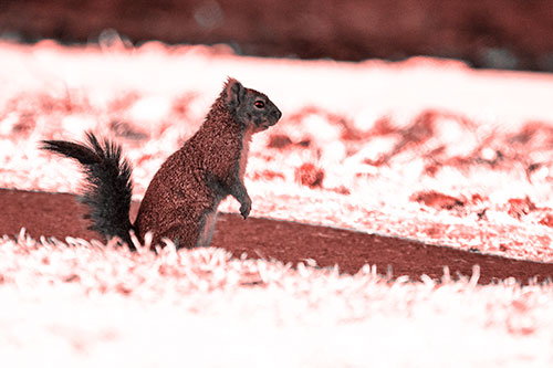 Squirrel Standing Upwards On Hind Legs (Red Tone Photo)