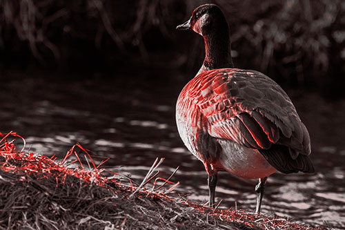 Standing Canadian Goose Looking Sideways Towards Sunlight (Red Tone Photo)