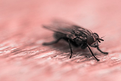 Standing Cluster Fly Resting Atop Wood (Red Tone)