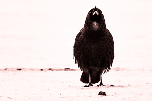 Standing Crow Cawing Loudly (Red Tone Photo)