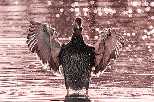Standing Mallard Duck Flapping Wings Among Shore (Red Tone)