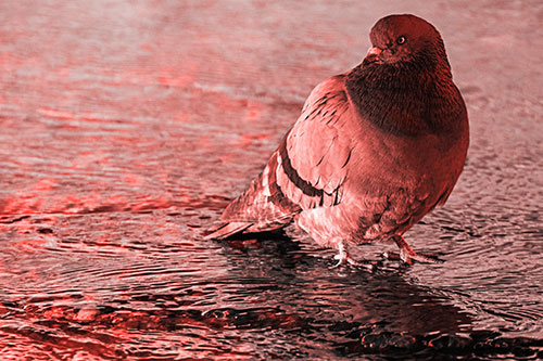 Standing Pigeon Gandering Atop River Water (Red Tone Photo)