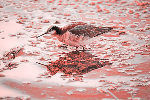 Standing Sandpiper Wading In Shallow Algae Filled Lake Water (Red Tone Photo)