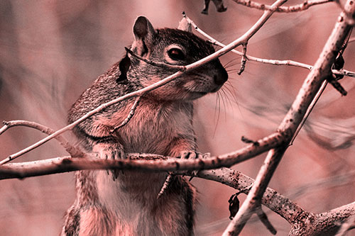 Standing Squirrel Peeking Over Tree Branch (Red Tone Photo)