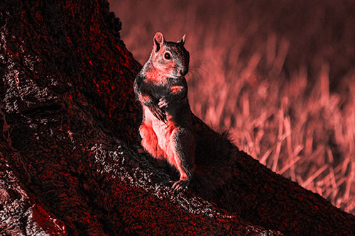 Standing Squirrel Poses Among Sloping Tree Stump (Red Tone)