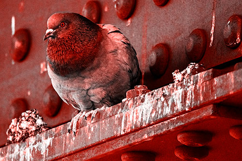 Steel Beam Perched Pigeon Keeping Watch (Red Tone Photo)