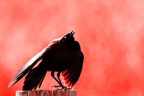 Stomping Grackle Croaking Atop Wooden Fence Post (Red Tone Photo)