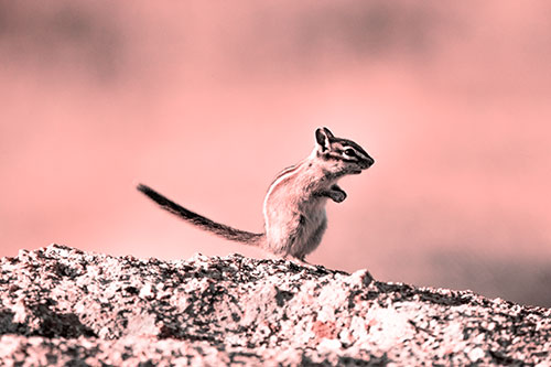 Straight Tailed Standing Chipmunk Clenching Paws (Red Tone)